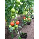 Set de 5 tuteurs à tomates en aluminium